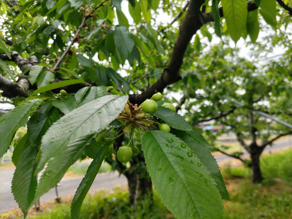 太郎園のさくらんぼの木